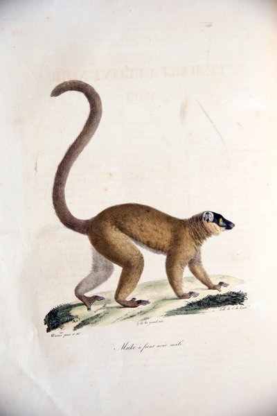 Male Collared Brown Lemur, from Histoire Naturelle des Mammifères, with original figures, by Étienne Geoffroy Saint-Hilaire & Frédéric Cuvier, 1824-42 by French School